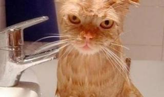 猫一般要多长时间洗一次澡洗澡时需要注意什么